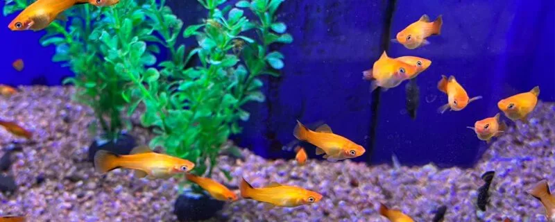 Sunset Platies (Xiphophorus maculatus)