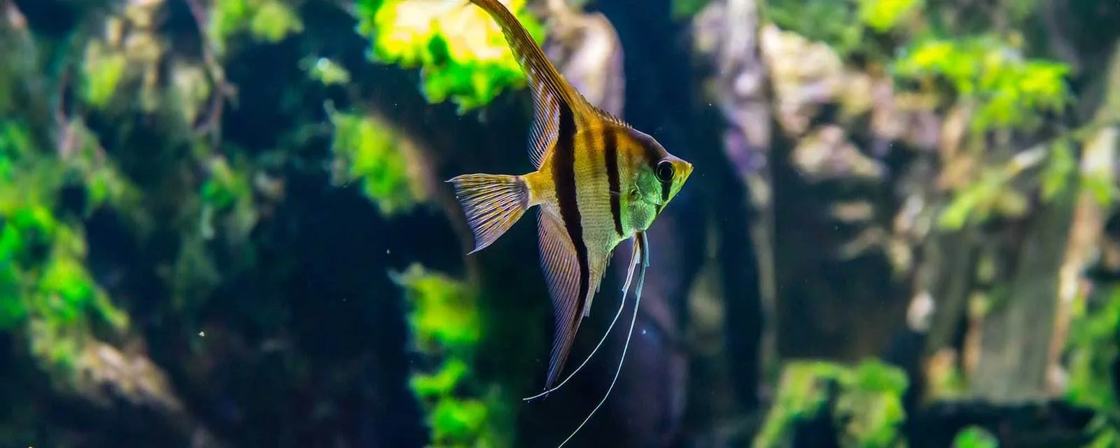 Altum Angelfish (Pterophyllum altum)