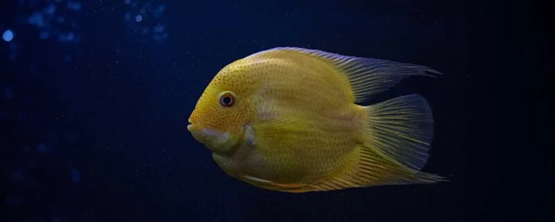 Golden Severum (Heros efasciatus)