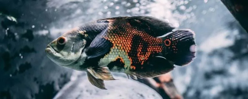 Oscar (Astronotus ocellatus)